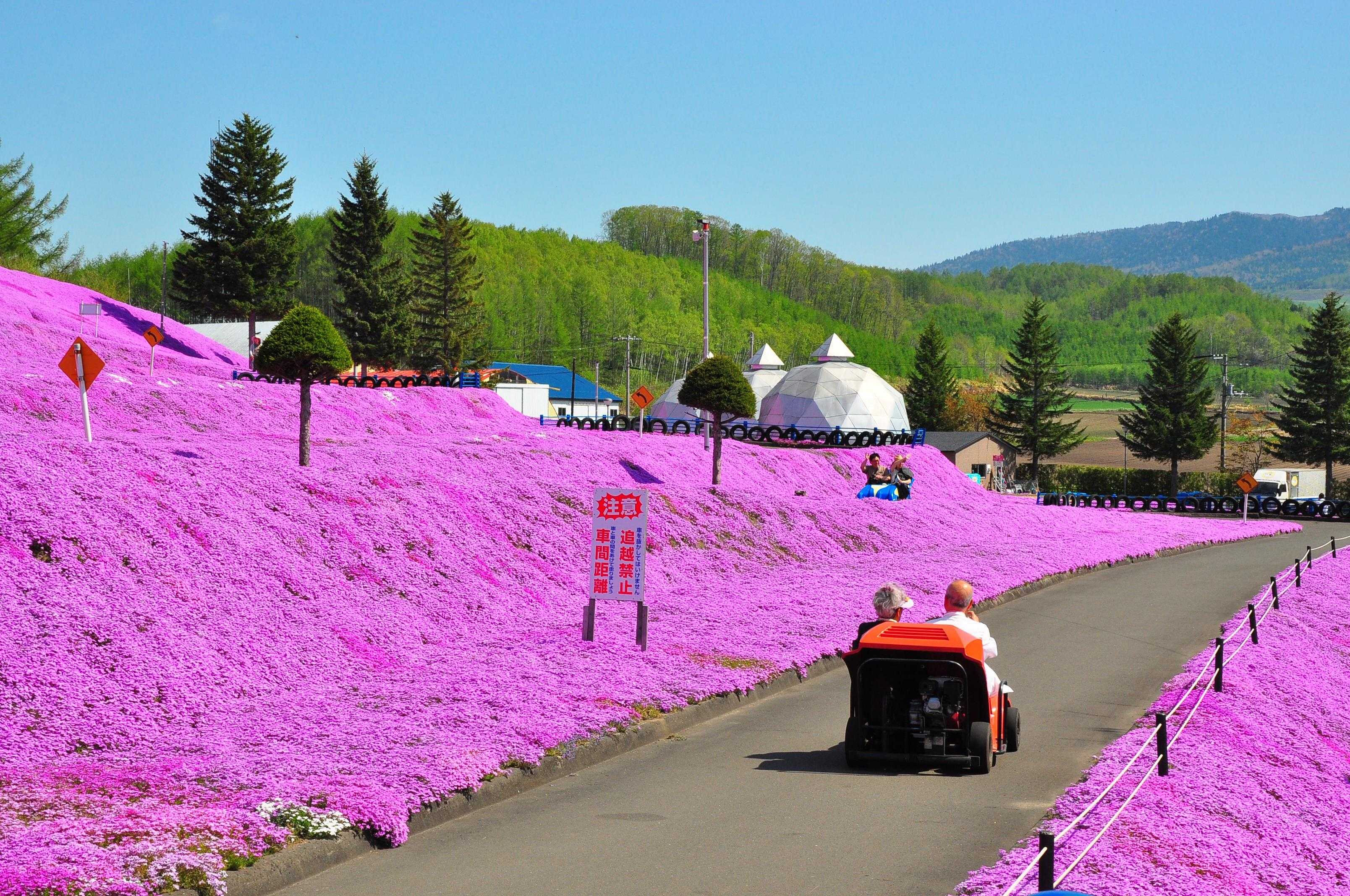 🌸 히가시모코토 꽃잔디 공원 (히가시모코토 시바자쿠라 코엔) 이미지 4